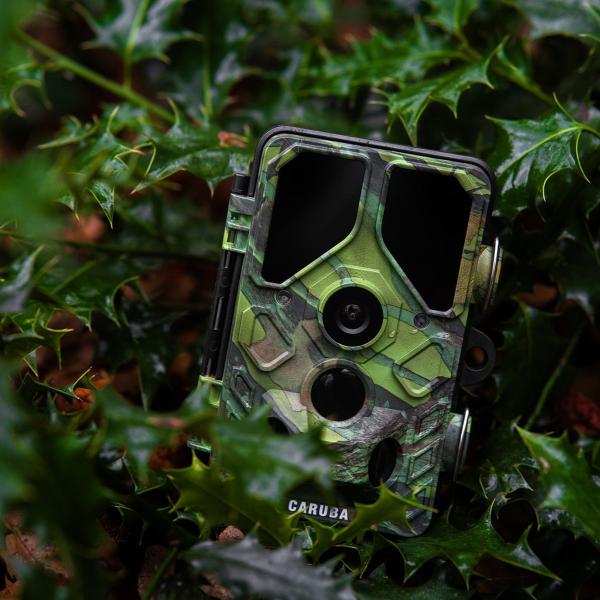 Wildcamera_Toad_Full_HD