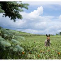 50_400mm_f_4_5_6_3_DI_III_VC_VXD_Nikon_Z_4