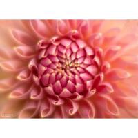 Fixed_Body_W_Soft_Focus_II_50_Optic_For_Sony_E_1