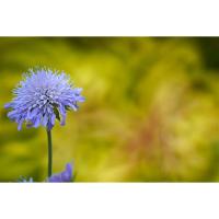 SZX_Super_Tele_400mm_f_8_0_Reflex_MF_EF_M_4