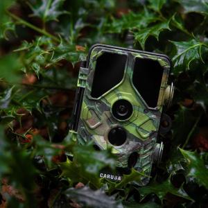 Wildcamera_Toad_Full_HD